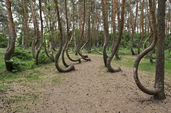 Większa ilość krzywych drzew w gminie gryfino